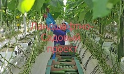 Сбор урожая огурцов